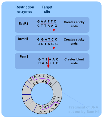 Diagram - Obtaining the Gene
