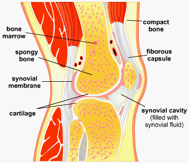 Diagram - Muscles and Movement