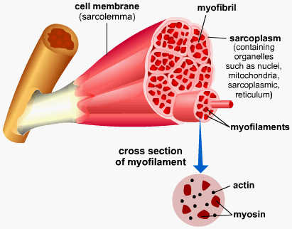 Diagram - Muscles and Movement