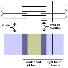 Diagram - Muscles and Movement