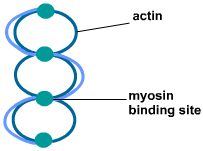 Diagram - Muscles and Movement