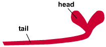Diagram - Muscles and Movement