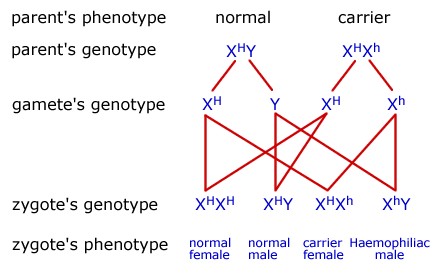 Diagram - Inherited Diseases