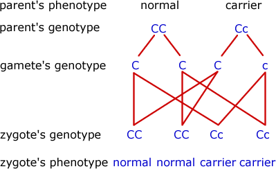 Diagram - Inherited Diseases