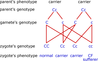 Diagram - Inherited Diseases