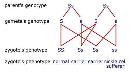 Diagram - Inherited Diseases