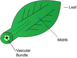 Diagram - Plant Structure