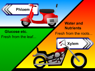 Diagram - Plant Structure