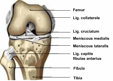 Diagram - Joints