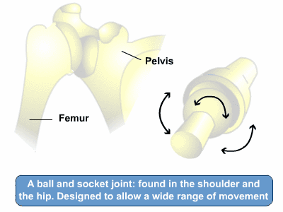 Diagram - Joints
